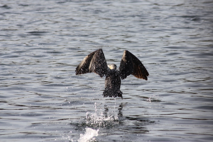 uccelli del fiume Ticino